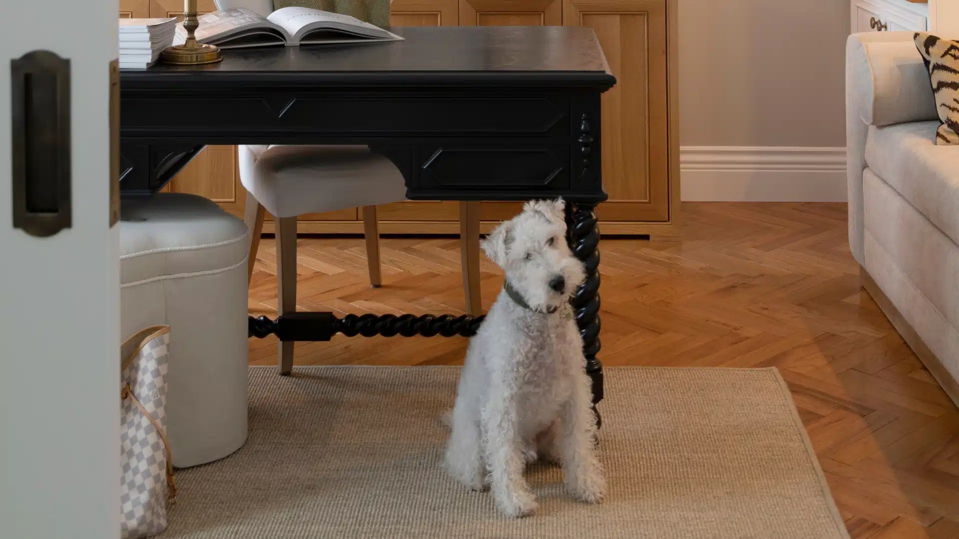 A small white dog with curly fur sits on a beige rug under a dark wooden desk in a cozy room with wooden floors and neutral furnishings.